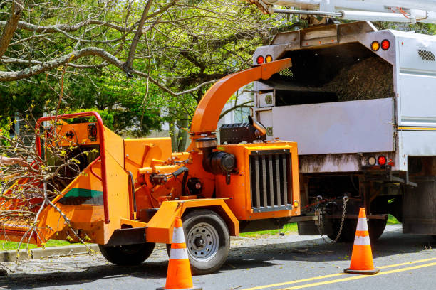 Lake Katrine, NY Tree Removal and Landscaping Services Company